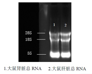 DNA/RNA保護液